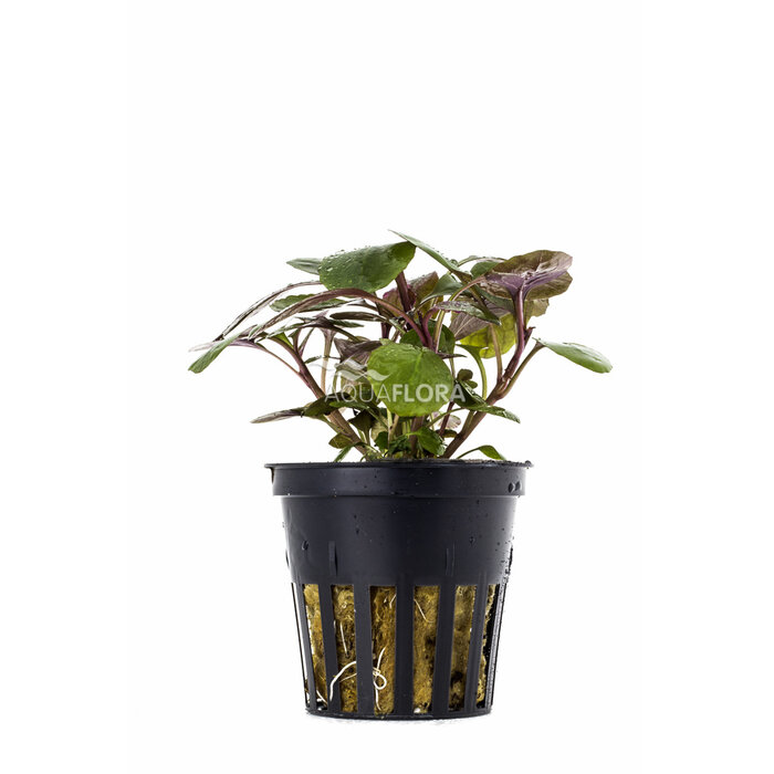 Aquaflora Lobelia cardinalis - Pot (Voorgrond)
