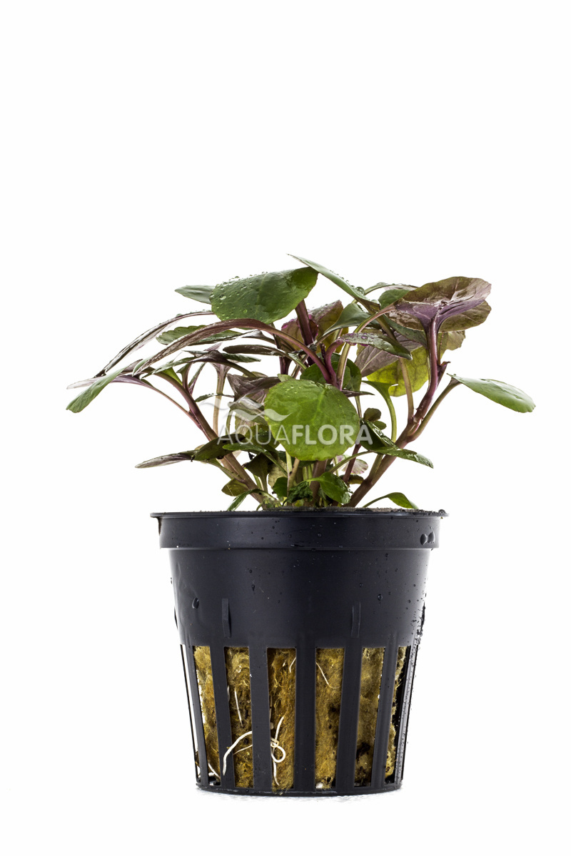 Aquaflora Lobelia cardinalis - Pot (Voorgrond)