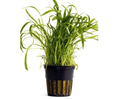 Lilaeopsis 'Novea-Zealandiae' - Pot (Voorgrond)