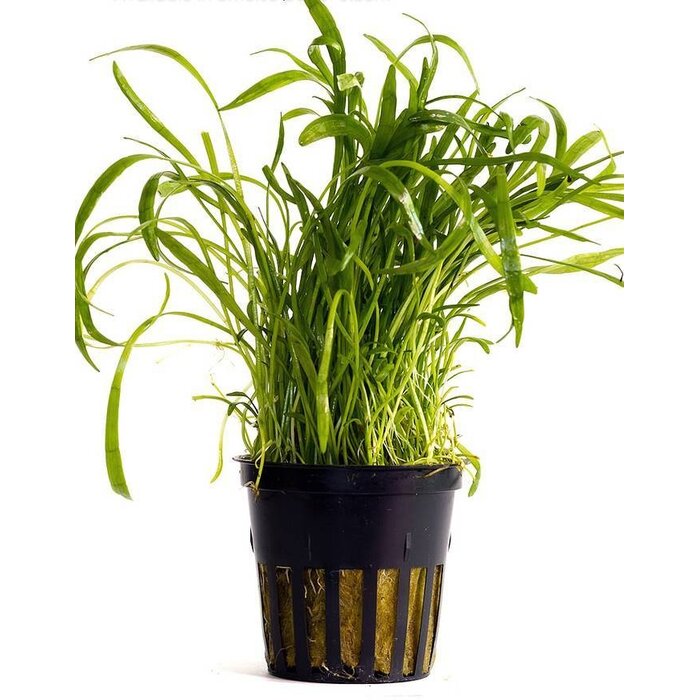 Lilaeopsis 'Novea-Zealandiae' - Pot (Voorgrond)