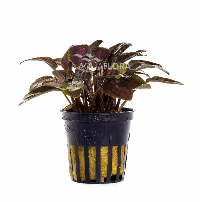 Aquaflora Lagenandra Meeboldii "Red" - Pot (Voorgrond/Midden)