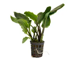 Aquaflora Lagenandra Meeboldii - Pot (Voorgrond/Midden)