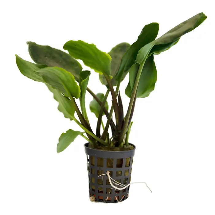 Lagenandra Meeboldii - Pot (Voorgrond/Midden)