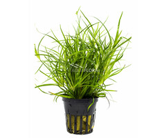 Juncus repens - Pot (Voorgrond)