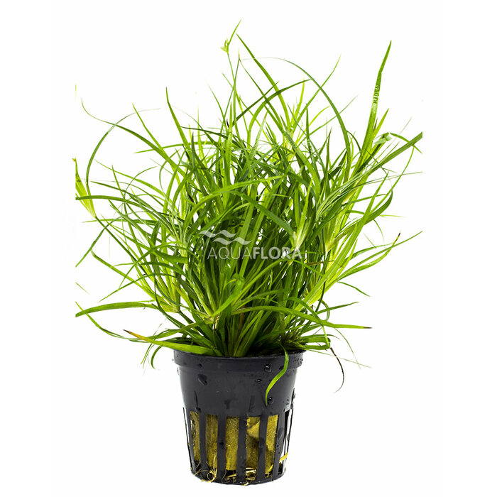 Aquaflora Juncus repens - Pot (Voorgrond)