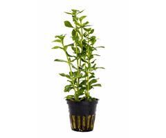Hygrophila polysperma (Belgisch Groen) - Pot (Midden/Achtergrond)