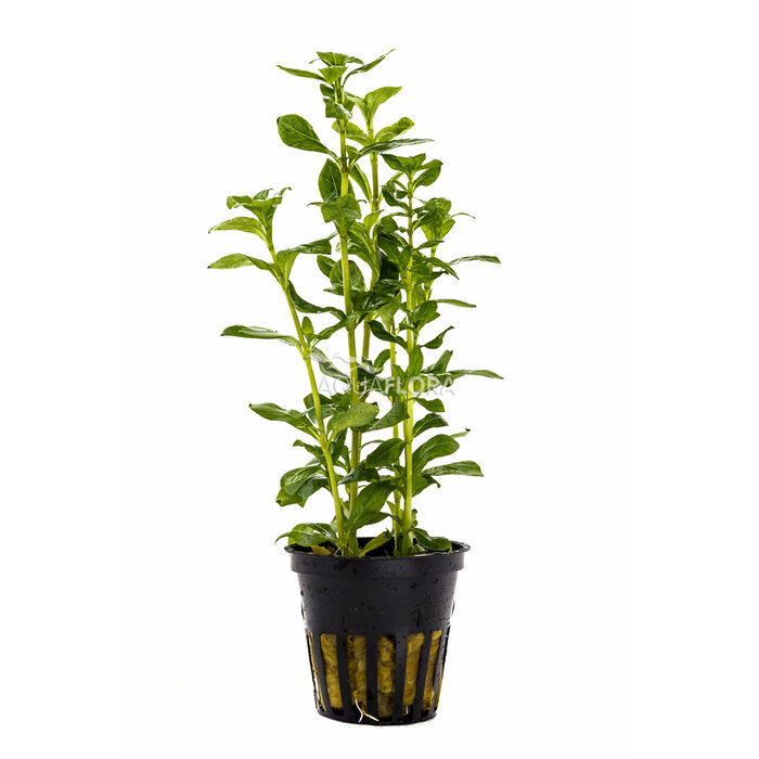 Aquaflora Hygrophila polysperma (Belgisch Groen) - Pot (Midden/Achtergrond)