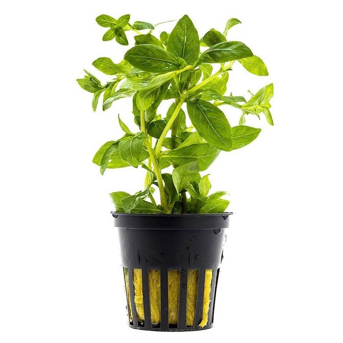 Aquaflora Hygrophila polysperma (Belgisch Groen) - Pot (Midden/Achtergrond)