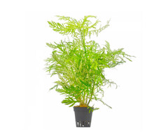 Aquaflora Hygrophila difformis (Vaantjesplant) - Pot (Midden/Achtergrond)