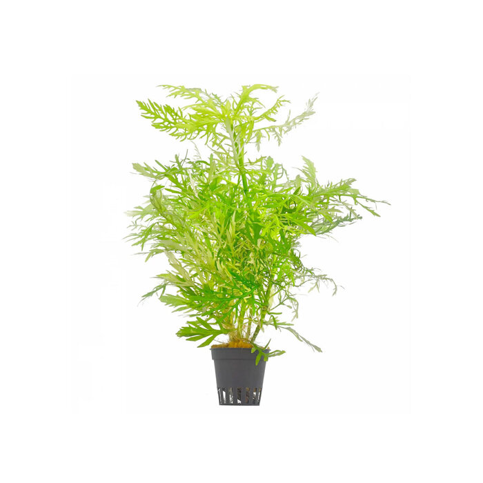 Aquaflora Hygrophila difformis (Vaantjesplant) - Pot (Midden/Achtergrond)