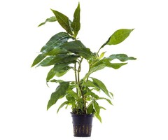 Aquaflora Hygrophila corymbosa 'Siamensis' - Pot (Achtergrond)