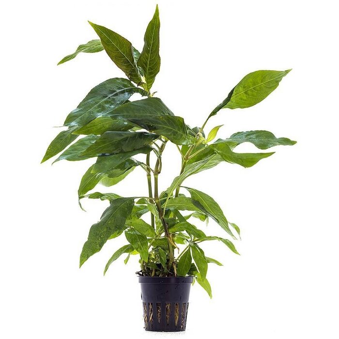 Hygrophila corymbosa 'Siamensis' - Pot (Achtergrond)