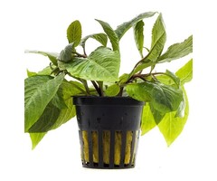 Hygrophila corymbosa 'Stricta' - Pot (Achtergrond)