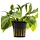 Hygrophila corymbosa 'Stricta' - Pot (Achtergrond)