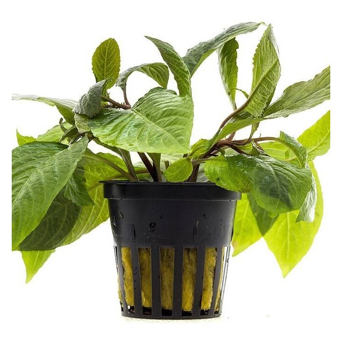 Aquaflora Hygrophila corymbosa 'Stricta' - Pot (Achtergrond)