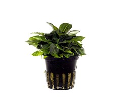 Hygrophila corymbosa 'Parvifolia' - Pot (Voorgrond)