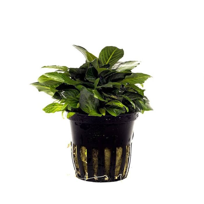 Aquaflora Hygrophila corymbosa 'Parvifolia' - Pot (Voorgrond)