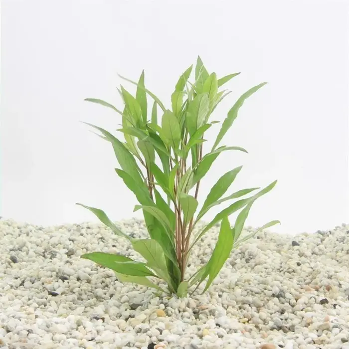 Aquaflora Hygrophila corymbosa 'Angustifolia' - Pot (Achtergrond)