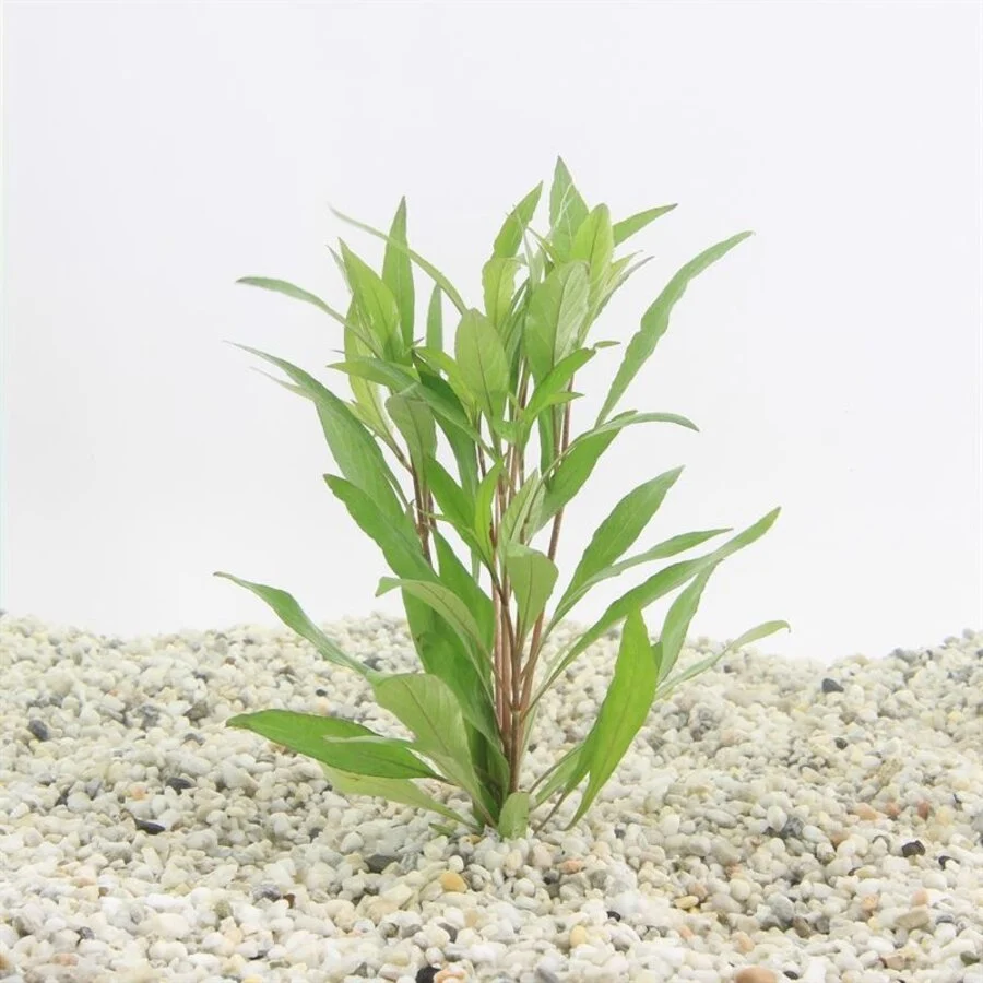 Aquaflora Hygrophila corymbosa 'Angustifolia' - Pot (Achtergrond)