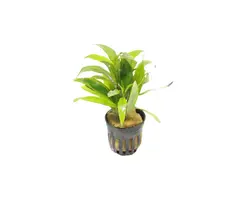 Aquaflora Hygrophila corymbosa 'Angustifolia' - Pot (Achtergrond)