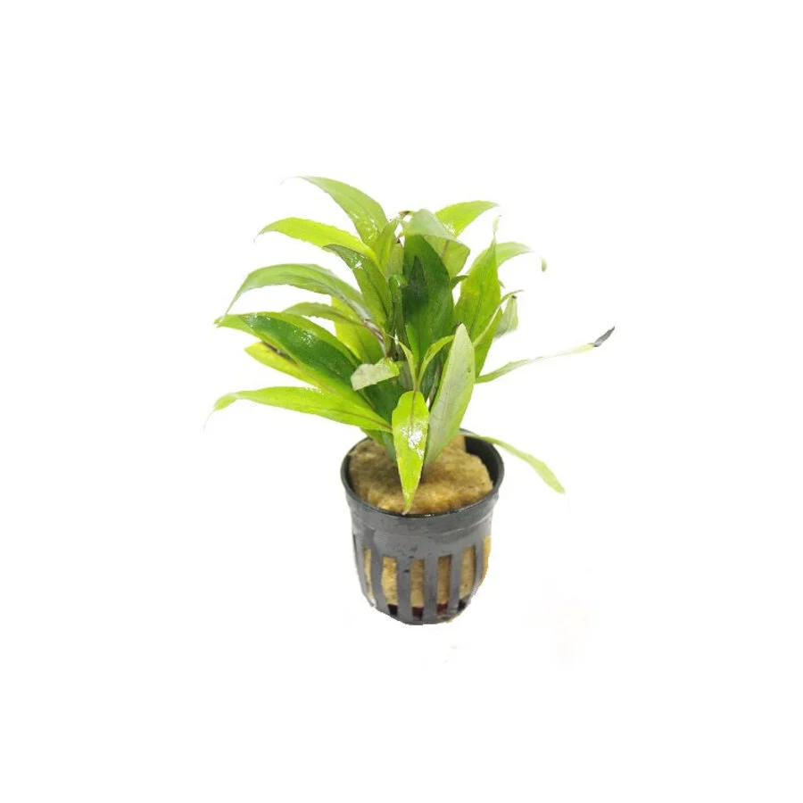 Aquaflora Hygrophila corymbosa 'Angustifolia' - Pot (Achtergrond)