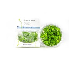 Hydrocotyle sp. 'Japan' - In Vitro (Voorgrond/Midden)