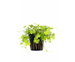 Hydrocotyle cf. tripartita - Pot (Voorgrond/Midden)