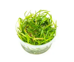 Aquaflora Helanthium tenellum - In Vitro (Voorgrond/Midden)