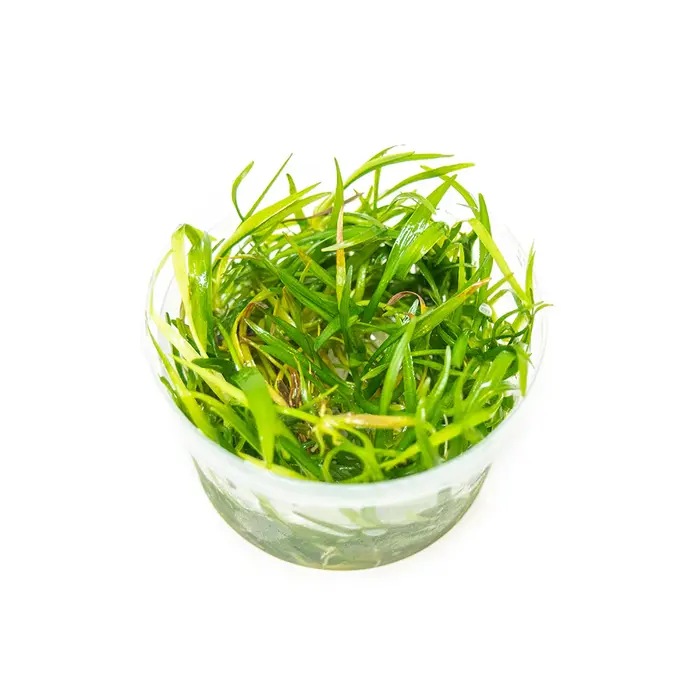 Aquaflora Helanthium tenellum - In Vitro (Voorgrond/Midden)