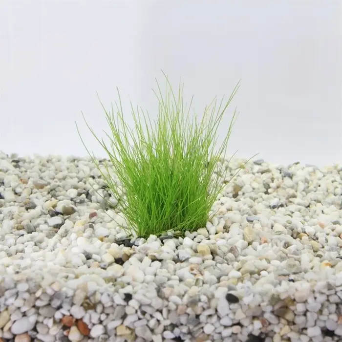 Eleocharis parvula - Pot (Voorgrond)