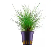 Aquaflora Eleocharis parvula - Pot (Voorgrond)