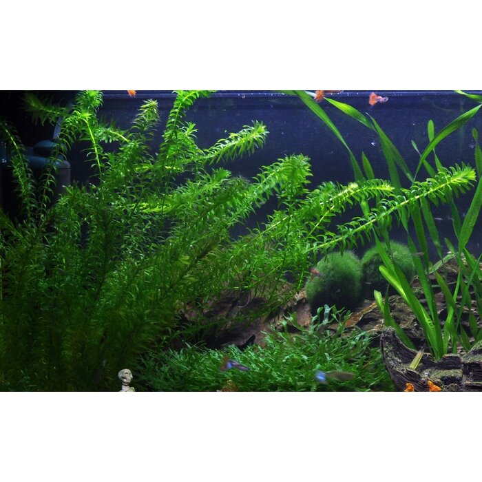 Aquaflora Egeria Densa - Loodstrip  (Achtergrond)