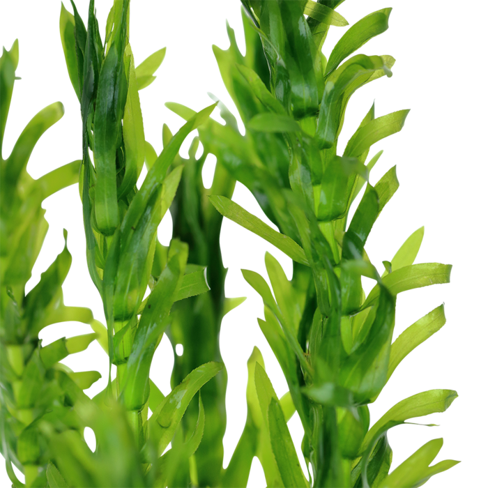 Aquaflora Egeria Densa - Loodstrip  (Achtergrond)