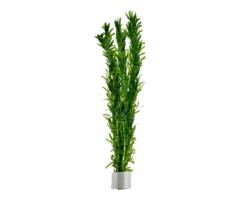 Egeria Densa - Bundel  (Achtergrond)