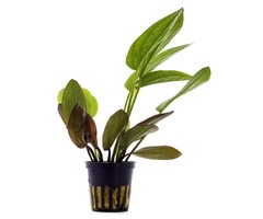 Aquaflora Echinodorus x barthii - Pot (Midden/Achtergrond)