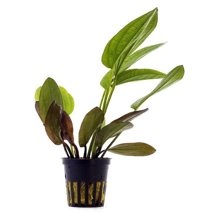 Aquaflora Echinodorus x barthii - Pot (Midden/Achtergrond)