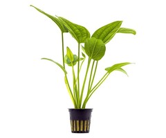 Aquaflora Echinodorus Radicans - Pot (Achtergrond)