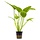 Echinodorus Radicans - Pot (Achtergrond)