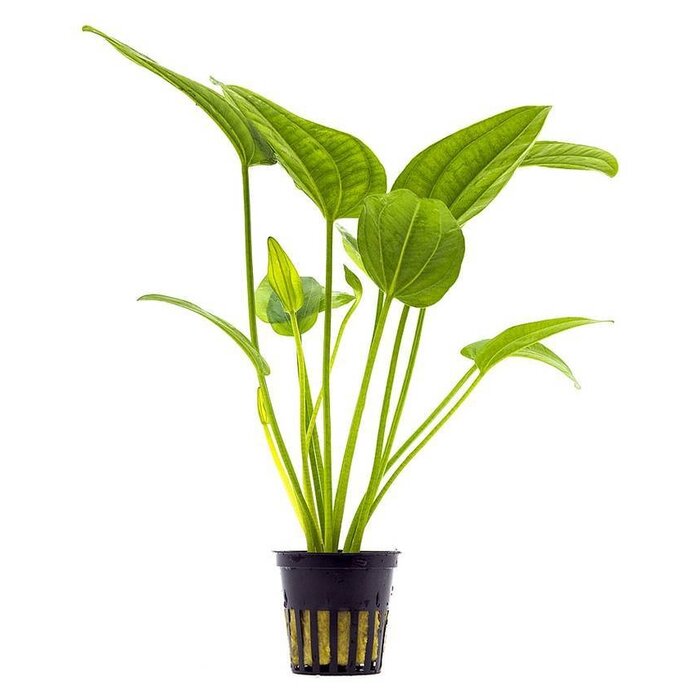 Aquaflora Echinodorus Radicans - Pot (Achtergrond)
