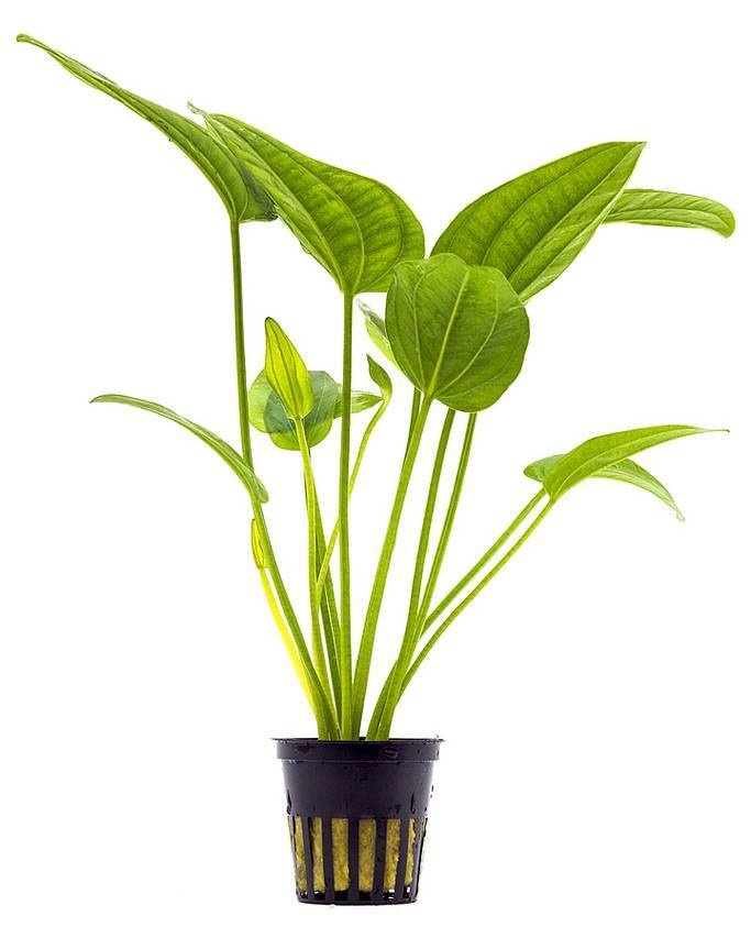 Aquaflora Echinodorus Radicans - Pot (Achtergrond)