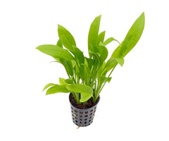 Aquaflora Echinodorus grisebachii 'amazonicus' - Pot (Achtergrond)