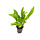 Echinodorus grisebachii 'amazonicus' - Pot (Achtergrond)