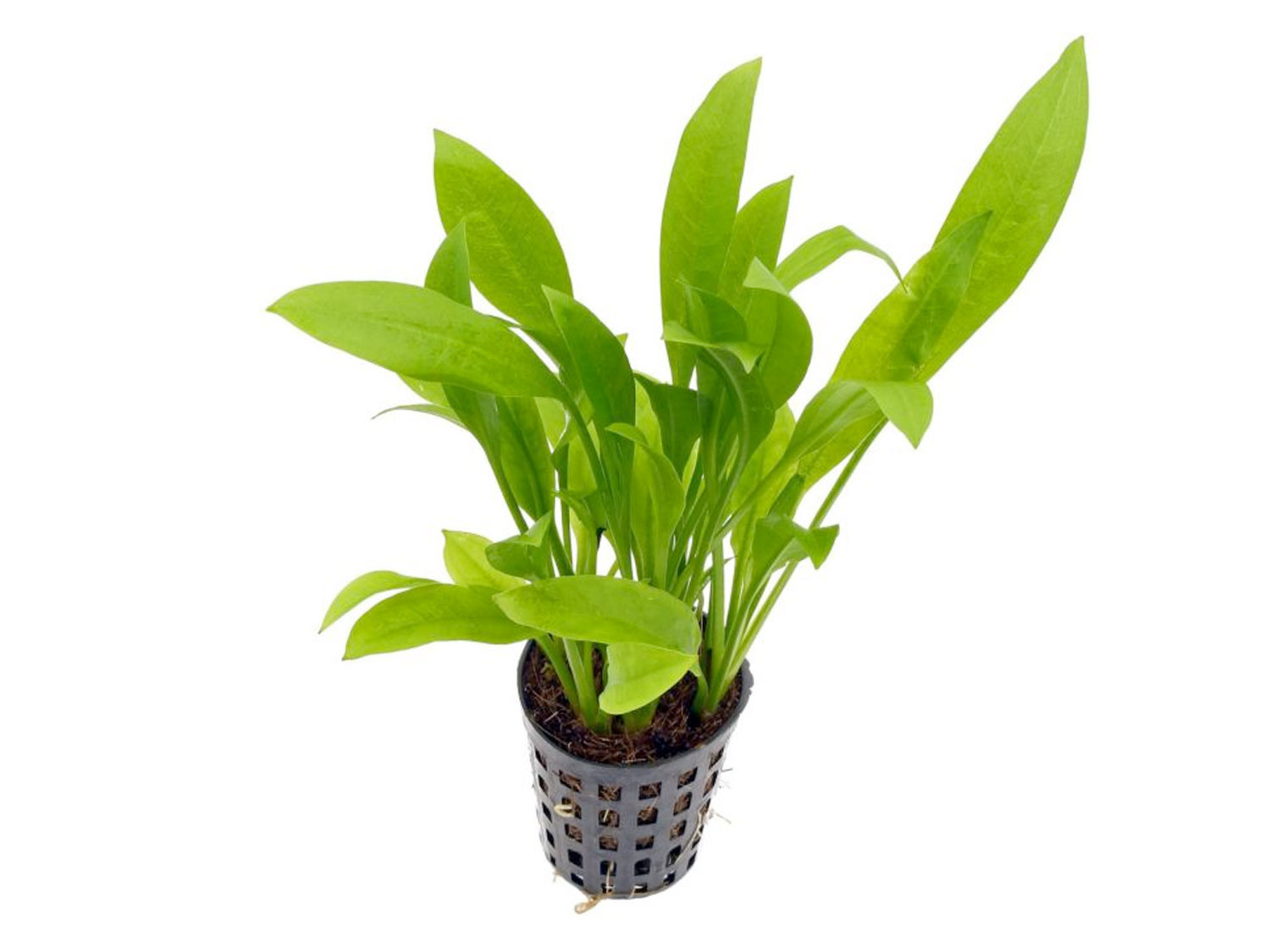 Aquaflora Echinodorus grisebachii 'amazonicus' - Pot (Achtergrond)