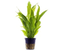 Aquaflora Echinodorus Bleheri - Pot (Achtergrond)
