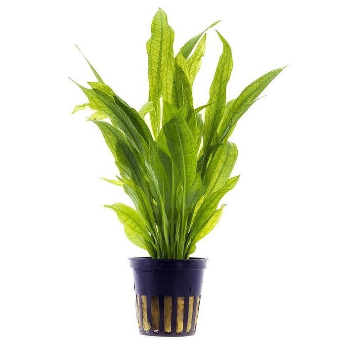 Aquaflora Echinodorus Bleheri - Pot (Achtergrond)
