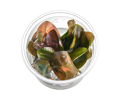 Echinodorus 'Reni' - In Vitro (Midden/Achtergrond)