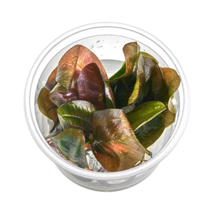 Echinodorus 'Reni' - In Vitro (Midden/Achtergrond)