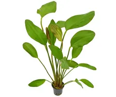 Aquaflora Echinodorus 'Red Chili' - Pot (Midden/Achtergrond)