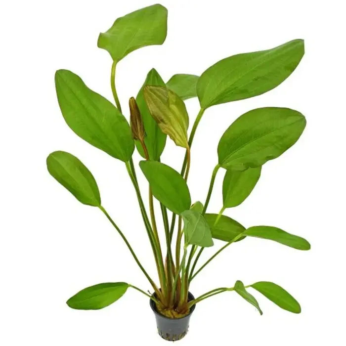 Aquaflora Echinodorus 'Red Chili' - Pot (Midden/Achtergrond)