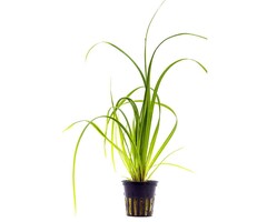 Aquaflora Cyperus helferi - Pot (Achtergrond)